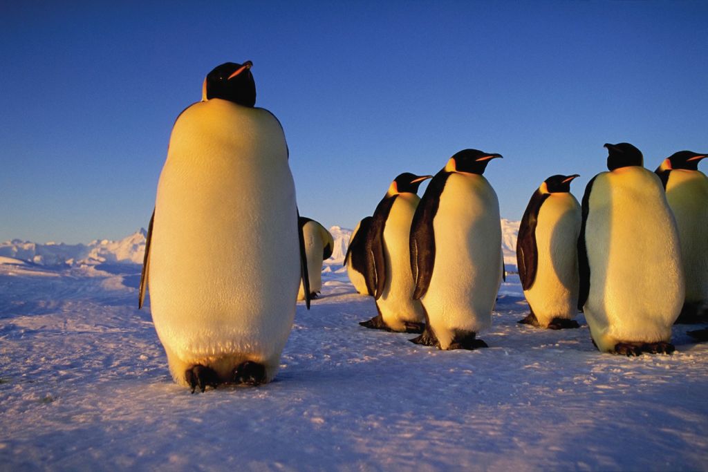 Δορυφόρος ανακάλυψε άγνωστες αποικίες αυτοκρατορικών πιγκουίνων στην Ανταρκτική