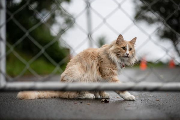 Μίτενς: Ο πιο διάσημος ταξιδιάρης γάτος