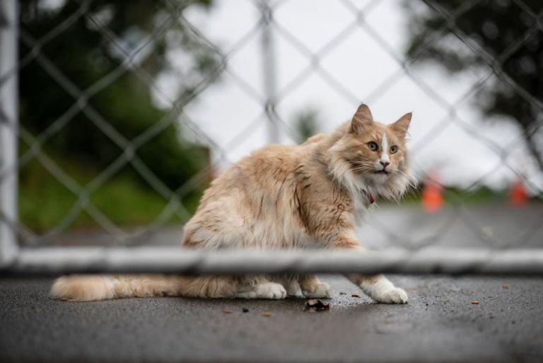 Μίτενς: Ο πιο διάσημος ταξιδιάρης γάτος