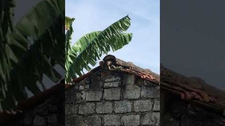 Θαρραλέος ποντικός επιτίθεται σε δηλητηριώδες φίδι για να σώσει το μικρό του