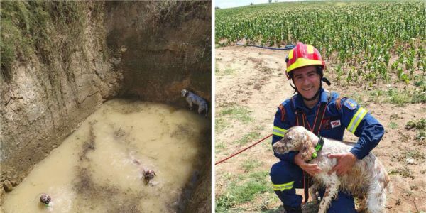 Πυροσβέστες στην Κομοτηνή έσωσαν τρία σκυλάκια που εγκλωβίστηκαν σε στέρνα