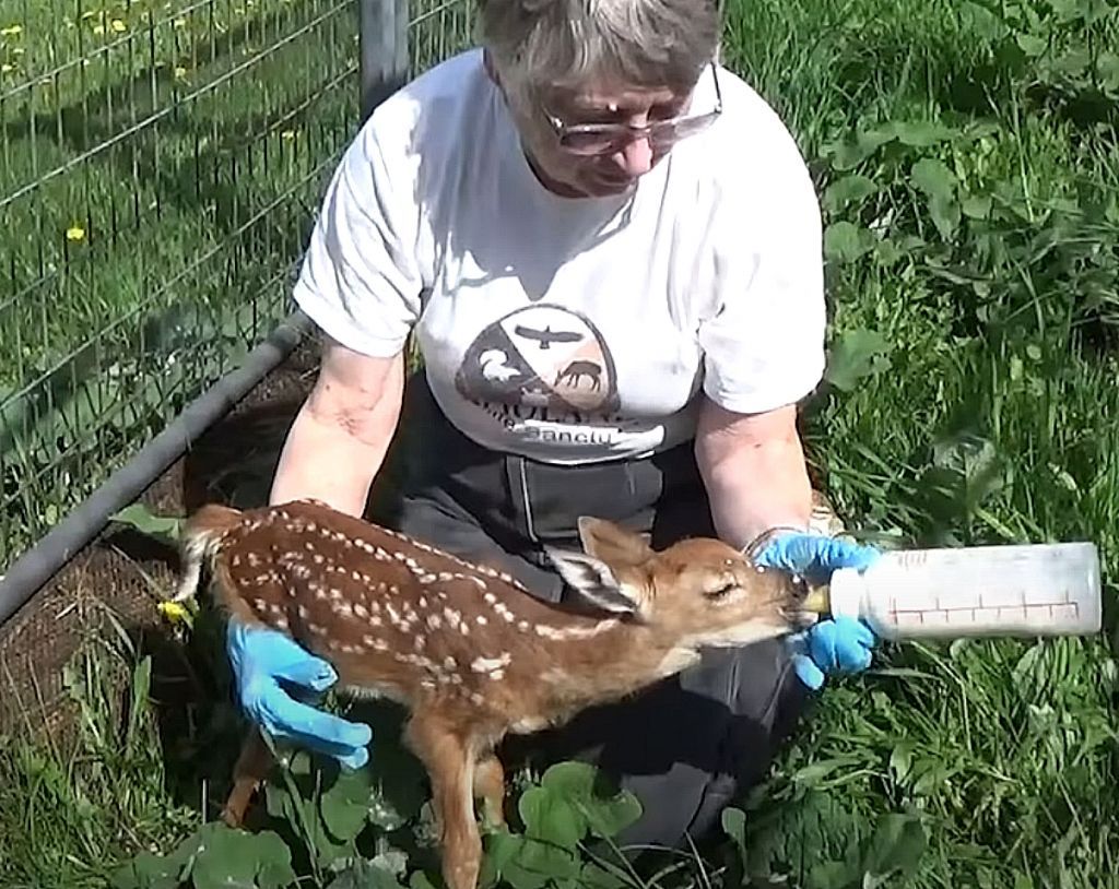 Οντάριο: Ελαφάκι ζήτησε βοήθεια επειδή πέθανε η μητέρα του