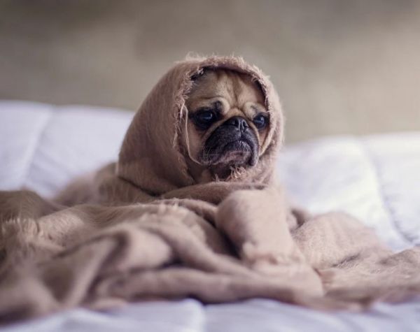 Αυτά τα σκυλάκια έχουν «ξεφύγει» και προκαλούν γέλιο – Βίντεο