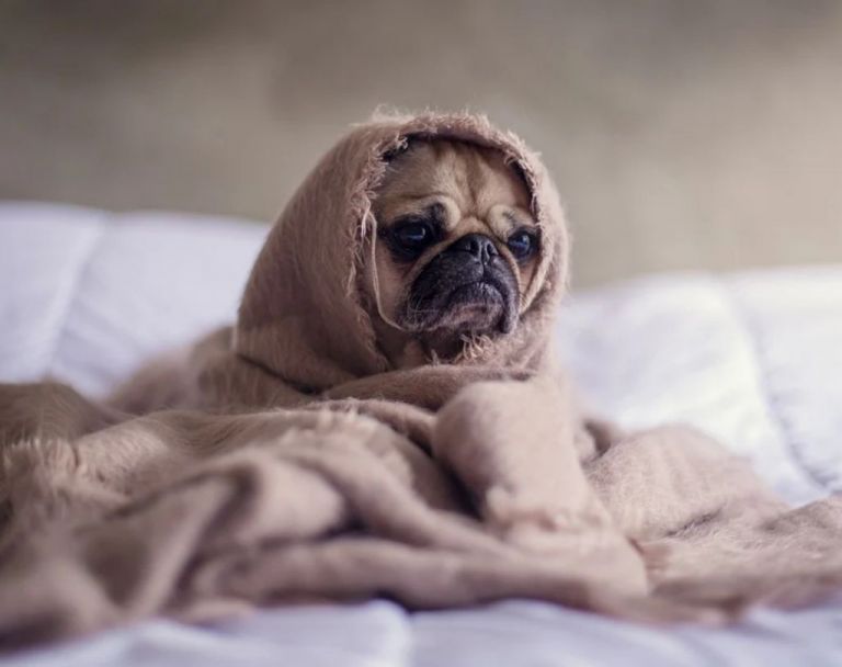 Αυτά τα σκυλάκια έχουν «ξεφύγει» και προκαλούν γέλιο – Βίντεο