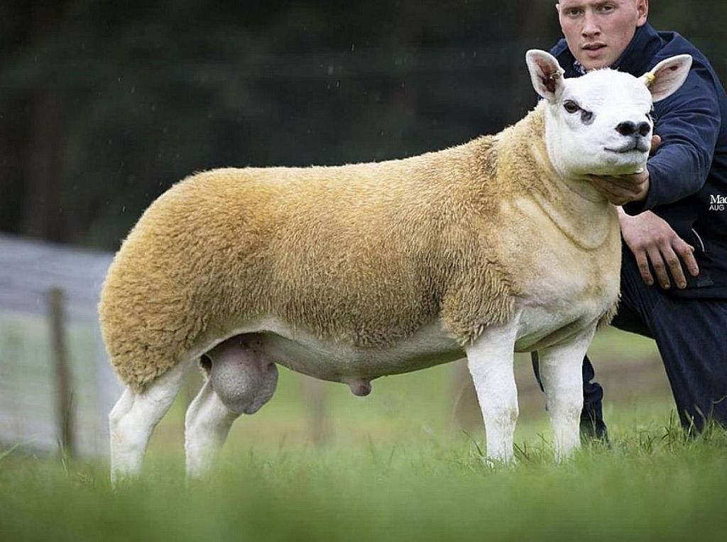 Παγκόσμιο ρεκόρ : Πρόβατο πουλήθηκε στο αστρονομικό ποσό των 368.000 λιρών Αγγλίας