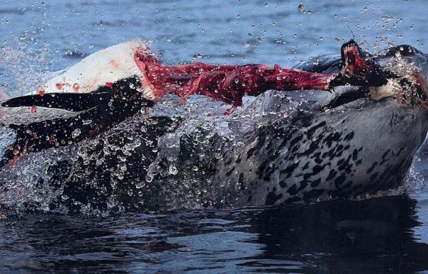 Φυσή και επιβίωση : Δείτε τα ακόλουθα φρικιαστικά βίντεο με ζώα και έντομα που τρέφονται