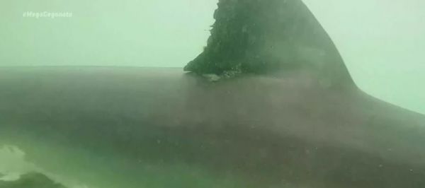 Αυστραλία: Σέρφερ πάλεψε με καρχαρία και έσωσε τη γυναίκα του