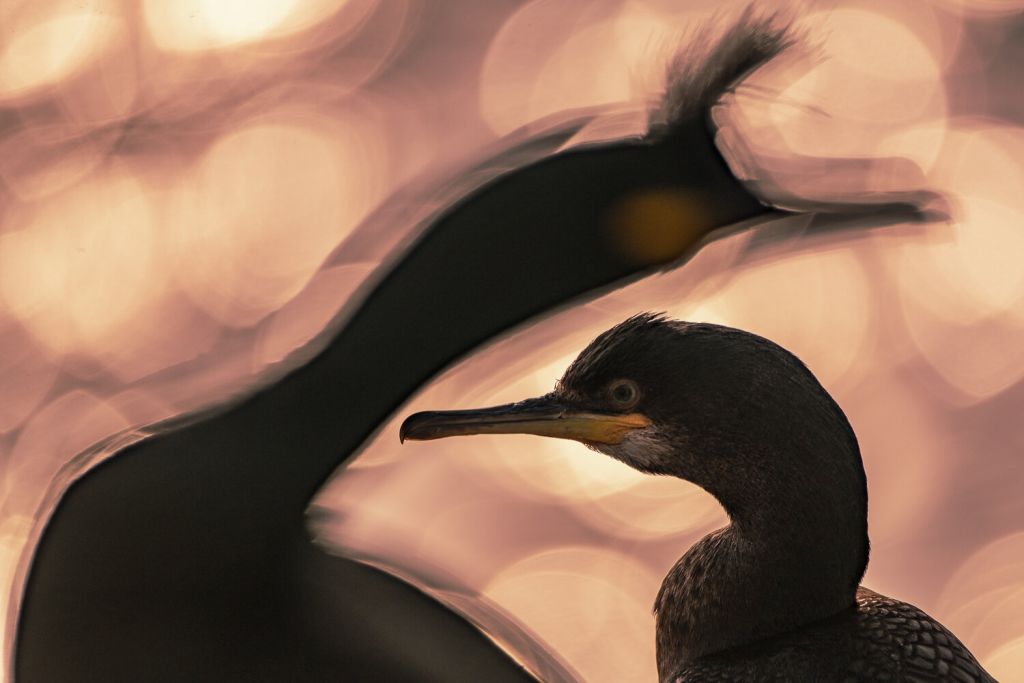 Απίστευτες φωτογραφίες πουλιών – Οι νικητές του φετινού Bird Photographer of the Year