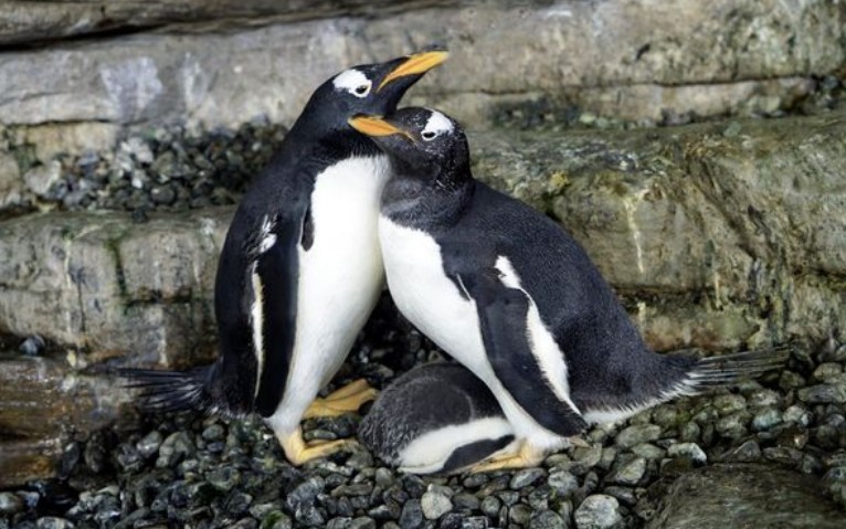 Ομόφυλο ζευγάρι πιγκουίνων υιοθέτησε το δικό του νεοσσό