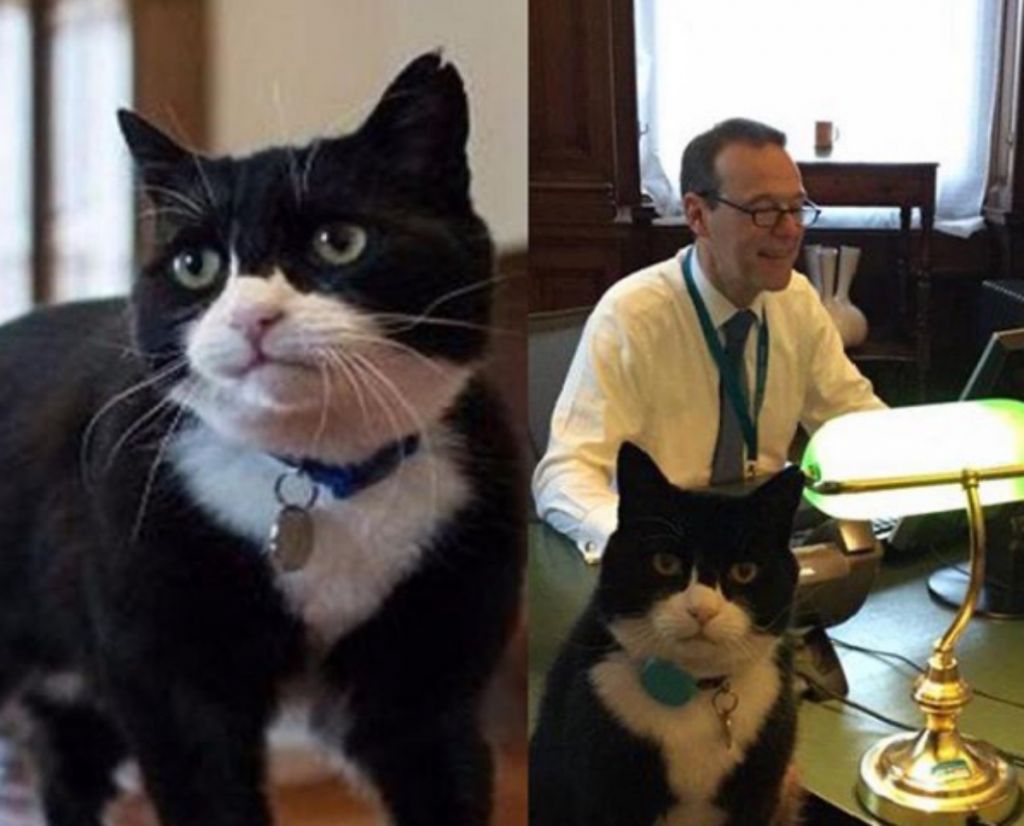 Ο Πάλμερστον, ο γάτος ο οποίος ζει 4,5 χρόνια στο Φόρεϊν Όφις, συνταξιοδοτείται…