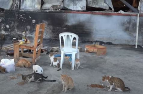 Μόρια: Πρόσφυγες επιστρέφουν στον καμένο καταυλισμό για να ταΐσουν τα αδέσποτα