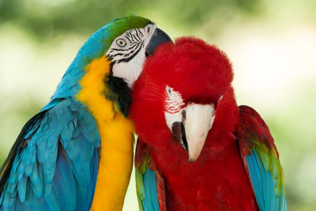 Παπαγάλοι αποβλήθηκαν από ζωολογικό κήπο επειδή «στόλιζαν» τους επισκέπτες