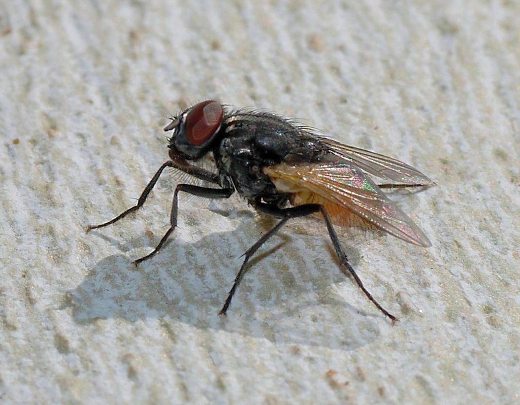 Γαλλία : Ανατίναξε το σπίτι του προσπαθώντας να σκοτώσει μια μύγα