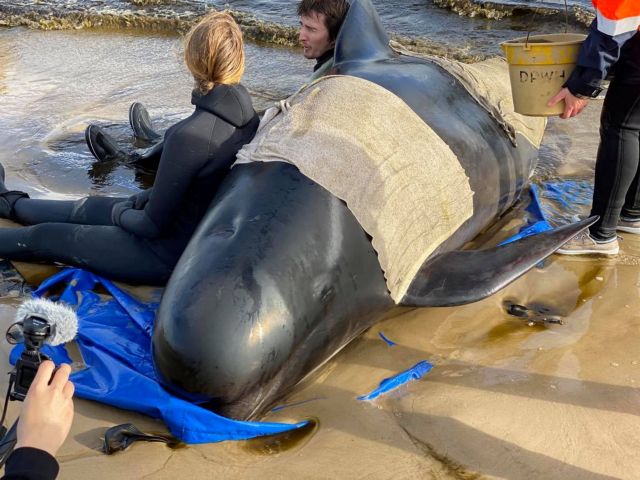 Eκατοντάδες παγιδευμένες φάλαινες σε ακτή της Τασμανίας – 380 ήδη νεκρές