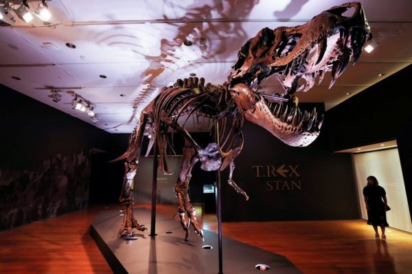 Στο σφυρί ο τεράστιος τυραννόσαυρος «STAN» ηλικίας 67 εκατομμυρίων ετών