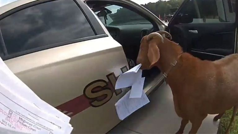 ΗΠΑ : «Αναρχική» κατσίκα εισέβαλε σε περιπολικό, μασούλησε χαρτιά και κουτούλησε αστυνομικό