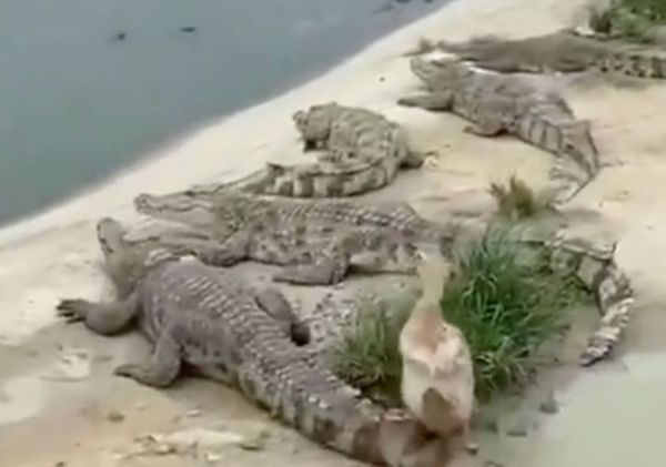 «Εφτάψυχη» πάπια γλύτωσε από κοπάδι κροκοδείλων