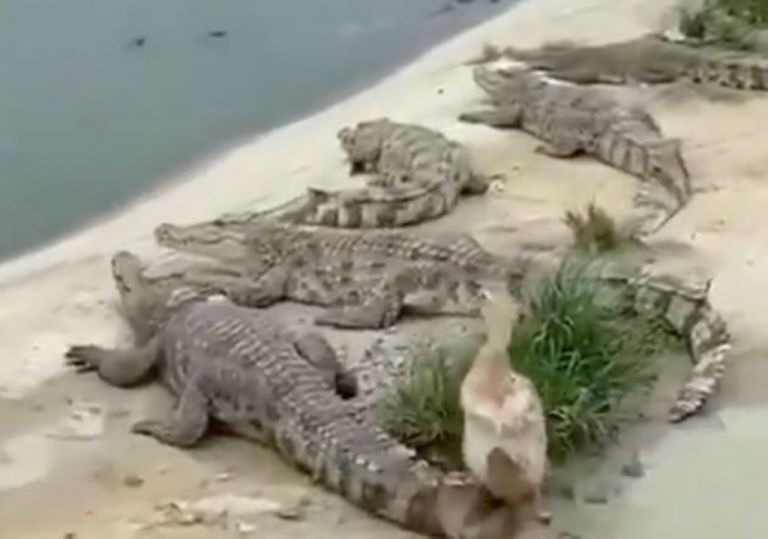 «Εφτάψυχη» πάπια γλύτωσε από κοπάδι κροκοδείλων