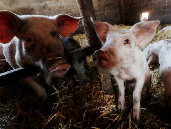 Οικόσιτα ζώα και πανδημίες: Εννιά ασθένειες που άλλαξαν τον κόσμο