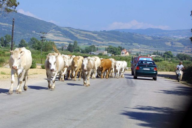 Ηλεία : Αγελάδα προκάλεσε τροχαίο - Τραυματίστηκαν μητέρα και κόρη
