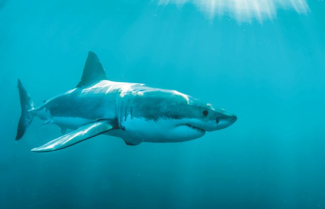 Με θάνατο κινδυνεύουν 500 χιλιάδες καρχαρίες λόγω… κοροναϊού