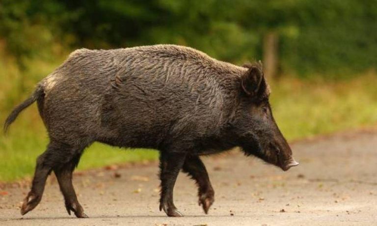 Φθιώτιδα : Νέο τροχαίο με κοπάδι από αγριογούρουνα – Δείτε πώς έγινε το αυτοκίνητο