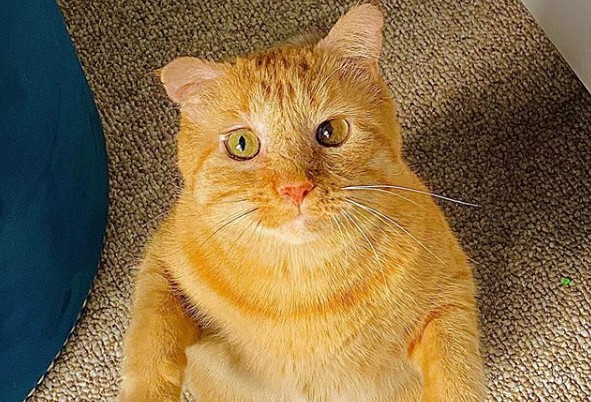 Η «πιο λυπημένη γάτα» στον κόσμο βρήκε επιτέλους σπίτι και είναι πλέον ευτυχισμένη