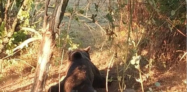 Φλώρινα : Επιχείρηση απεγκλωβισμού αρκούδας που παγιδεύτηκε σε παράνομη θηλιά για αγριογούρουνα