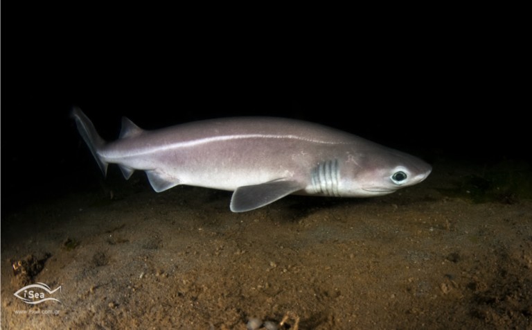 Προστατευόμενο είδος καρχαρία και όχι γαλέο ψάρεψαν κοντά στο Άγιο Όρος – Τι καταγγέλλει η iSea