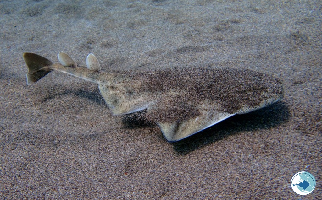 Αγγελοκαρχαρίας: Στη Μεσόγειο μία από τις πιο απειλούμενες ομάδες καρχαριών στον κόσμο