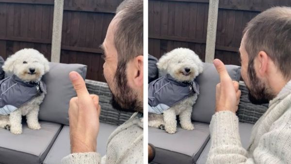 Χαρούμενος σκύλος δεν μπορεί να σταματήσει να χαμογελά