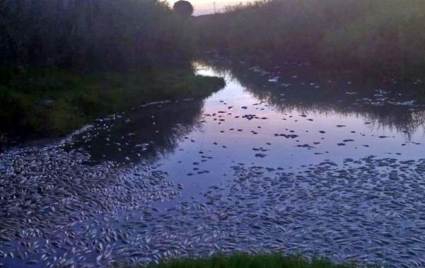 Συναγερμός για χιλιάδες νεκρά ψάρια στη λίμνη Ισμαρίδα και στον ποταμό Κομψάτο