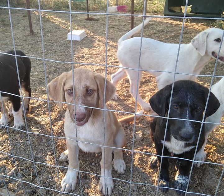 «Ιανός»: Στο έλεος της κακοκαιρίας αβοήθητα ζωάκια στην Θεσσαλία – Κραυγή αγωνίας από φιλοζωικά σωματεία