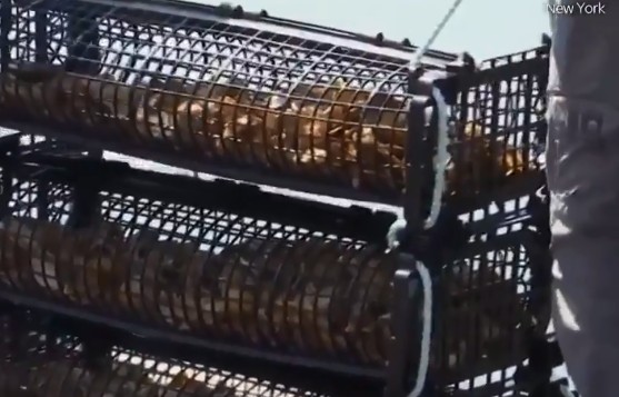 Γιατί γεμίζουν με εκατομμύρια στρείδια τα λιμάνια της Νέας Υόρκη