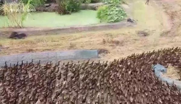 Καθαρισμός χωραφιών με… πάπιες