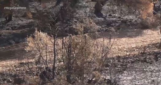 Οι κίνδυνοι που κρύβει η αναδάσωση για τα καμμένα δάση