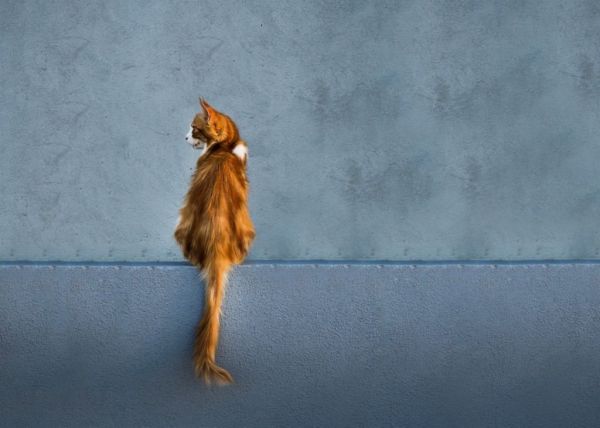 Γάτες : Τα πιο «ύπουλα» και αστεία ζώα του YouTube