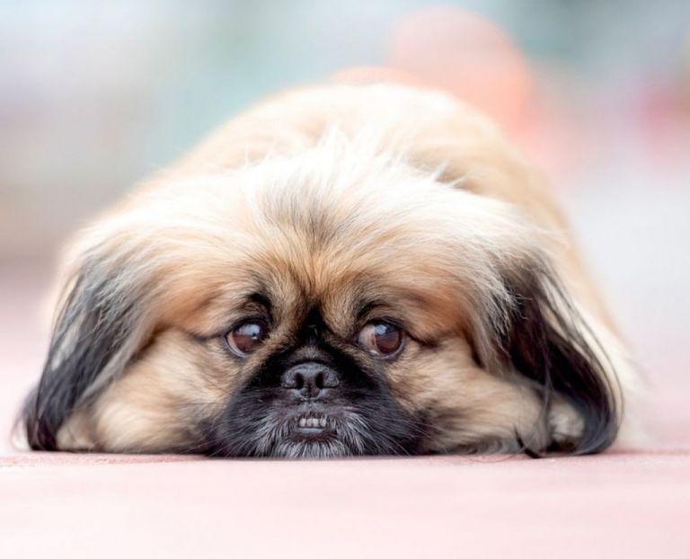 Δείτε τα πιο αστεία σκυλιά του Facebook – Βίντεο