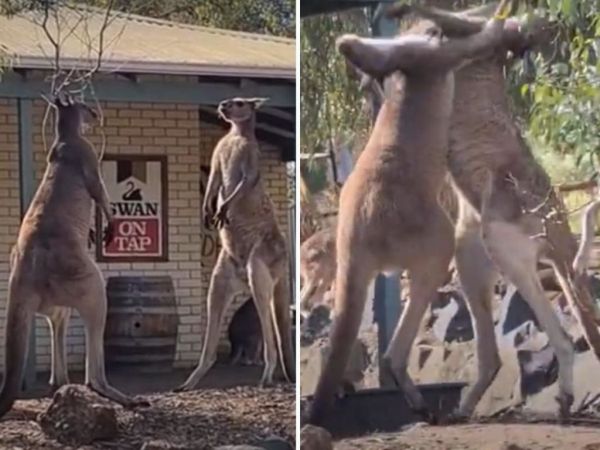 Άγριο ξύλο έξω από παμπ μεταξύ δύο… καγκουρό!