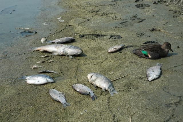 Λάρισα: Γέμισε νεκρά ψάρια ο Πηνειός –Τι εξετάζουν οι ειδικοί