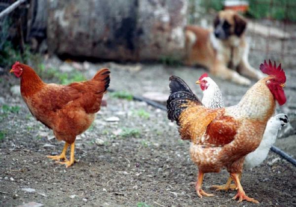 Εν μέσω πανδημίας κοροναϊού, η ΕΕ προειδοποιεί και για… ξεσπάσματα γρίπης των πτηνών