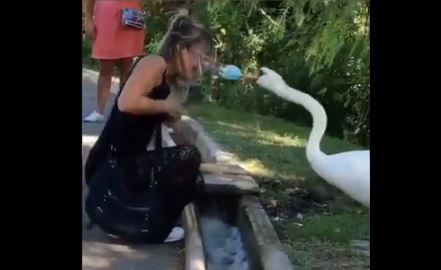 Τρελό γέλιο: Κύκνος μαθαίνει σε γυναίκα να… βάζει τη μάσκα της σωστά