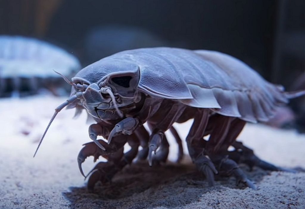 Άγρια ζωή : Δείτε τα δέκα πιο επικίνδυνα πλάσματα του κόσμου – Βίντεο