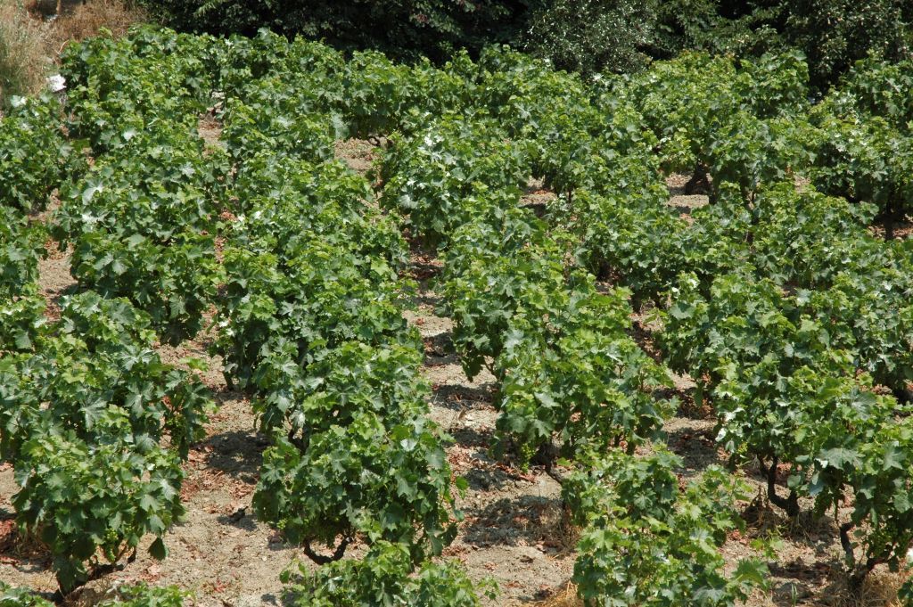 Αμπελοοινικός τομέας : Χρονιά ακραίων αντιθέσεων το 2020