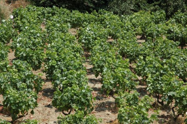 Αμπελοοινικός τομέας : Χρονιά ακραίων αντιθέσεων το 2020