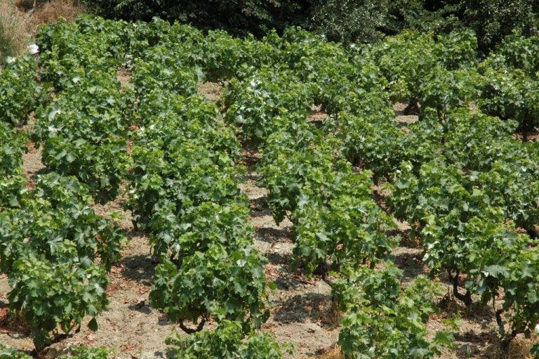 Αμπελοοινικός τομέας : Χρονιά ακραίων αντιθέσεων το 2020