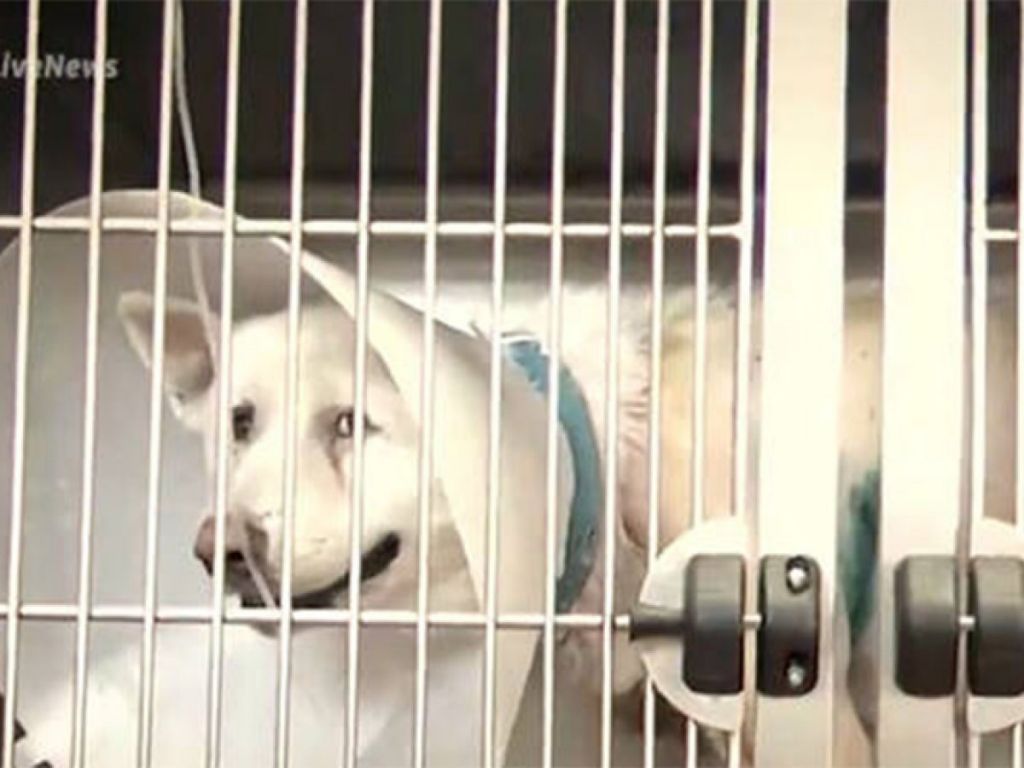 Χαμός έξω από τα δικαστήρια Πειραιά: Λίντσαραν τους κατηγορούμενους για την επίθεση σε σκυλί