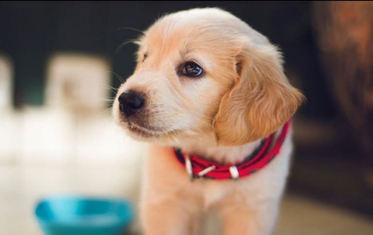 «Συγκατοικήστε» με ένα αδέσποτο – Πρόγραμμα φιλοξενίας της Save a Greek Stray