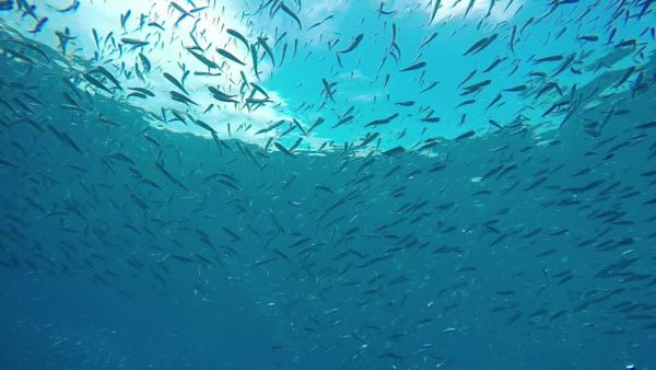 Αλιείς : Έρχονται επιδοτήσεις τουλάχιστον 3.000.000 ευρώ για τους αλιείς