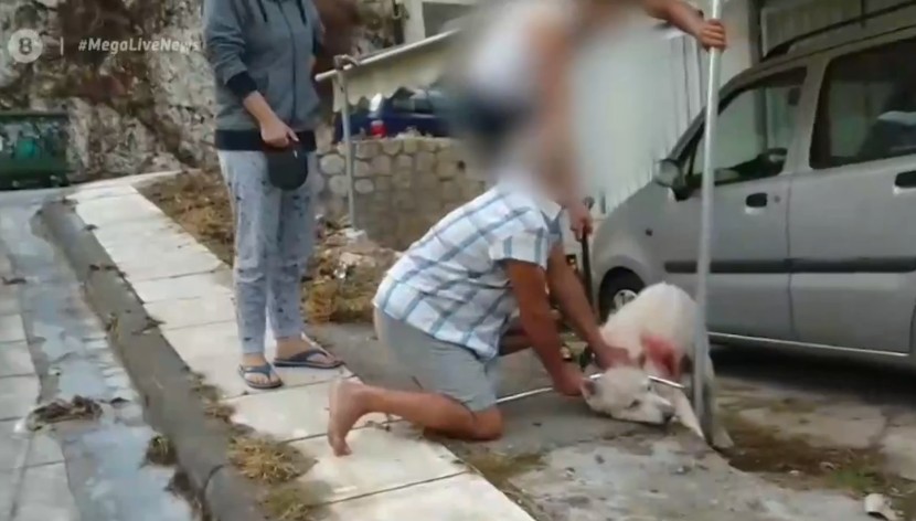 Αποκλειστικό MEGA: Αμετανόητος ο 54χρονος που μαχαίρωσε τον σκύλο στη Νίκαια – Τι ισχυρίζεται